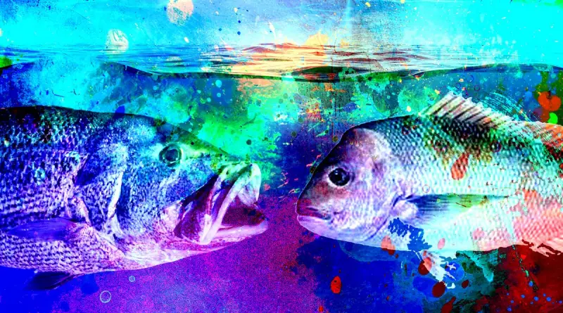 WA's Dhufish Disaster: Cook's Fishing Ban Sparks Political Backlash