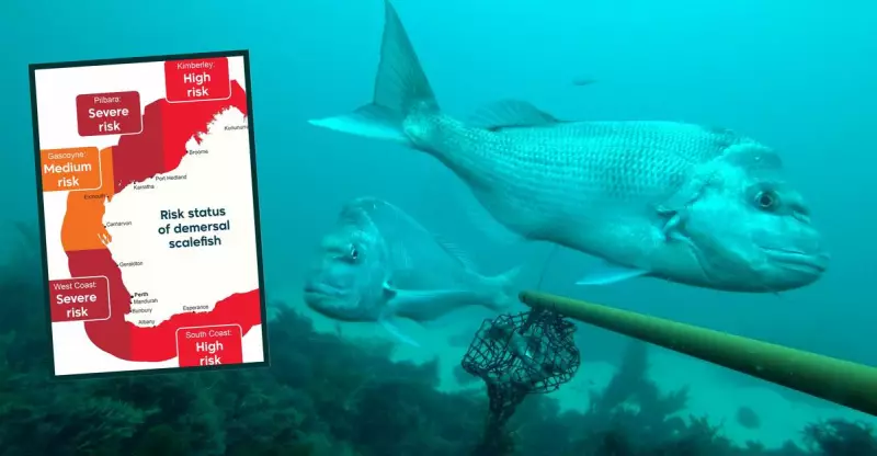 WA's West Coast Demersal Ban: Permanent Commercial Halt, Recreational Pause Until 2027