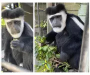 Adelaide Zoo Mourns Nine Animal Losses, Including Beloved Colobus Monkeys