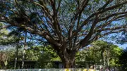 Iconic Cairns Rain Tree Doomed, Taking Family Home With It