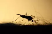 Mandurah Ross River Virus Alert: Hot Weather Spikes Mosquito-Borne Disease Risk