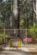 Pemberton's Gloucester Tree May Miss 2025 Reopening, DBCA Confirms