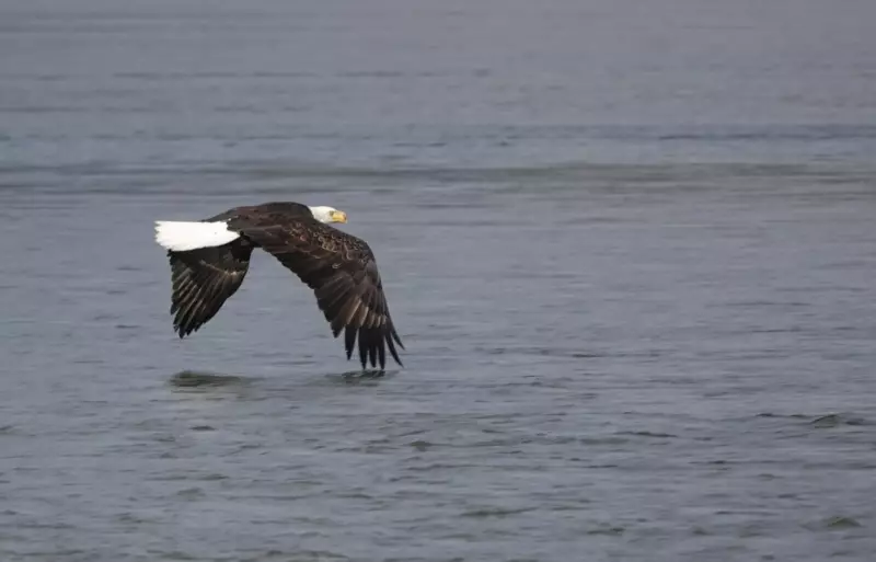 35,000 Bald Eagles Gather in BC for Epic Salmon Feast: A Wildlife Spectacle