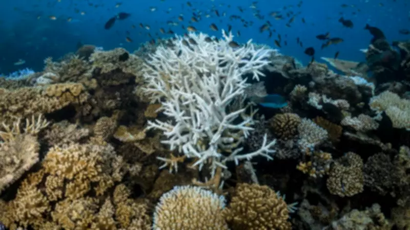 Absent Trade Winds Fuel Coral Bleaching on Great Barrier Reef