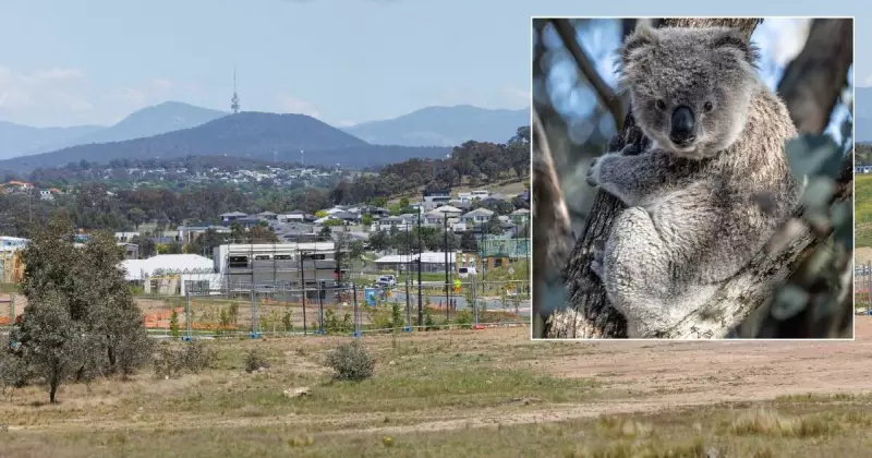 ACT Report Urges Halt to Tree Clearing in Jacka After 'Significant' Koala Sighting