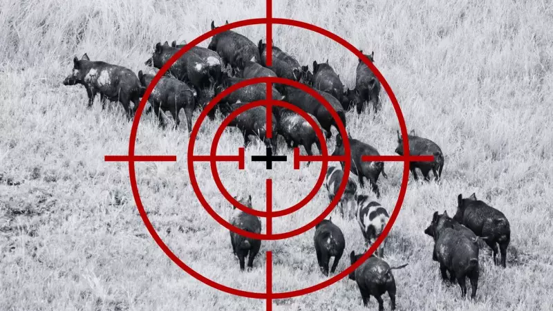 Aerial Shooters Target Feral Pigs Trapped by Queensland Floods