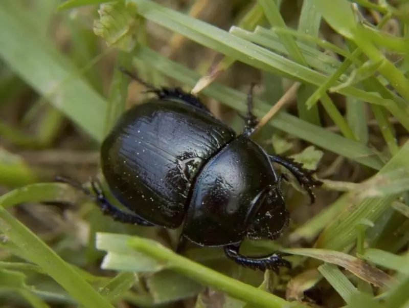 African Lawn Beetles Often Wrongly Blamed for Lawn Damage, Experts Say