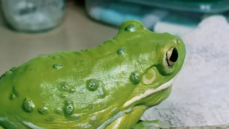Alarming Tumours Found on Cairns Frogs Spark Environmental Probe