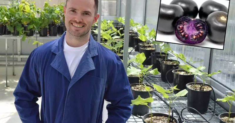 Australia Approves First GM Purple Tomatoes for Sale