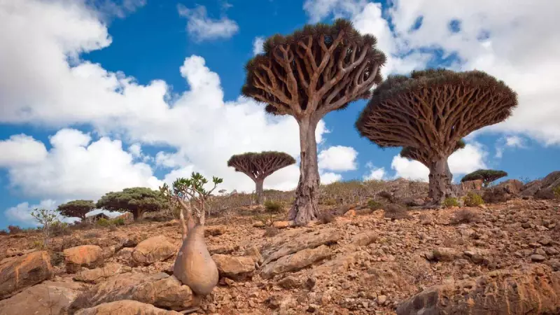 Australian Tourists Stranded on Socotra as Yemen Conflict Escalates