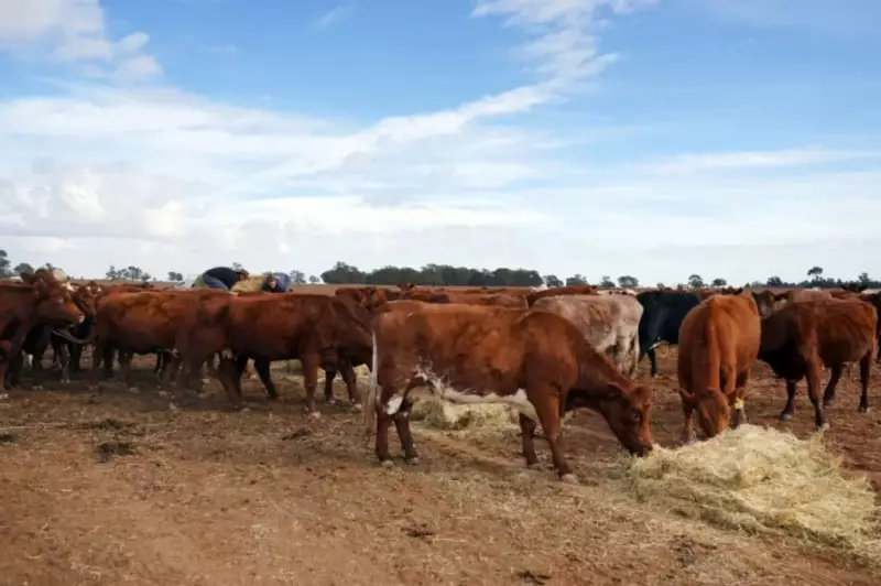 Beef Tariffs Test Resilience of Australia-China Trade in 2026
