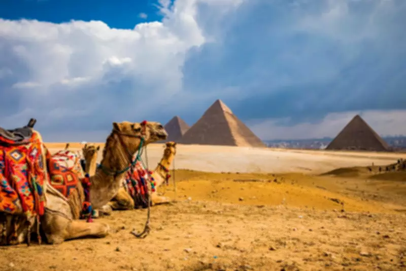 Beyond Egypt's Tourist Facade: The Hidden Suffering of Animals