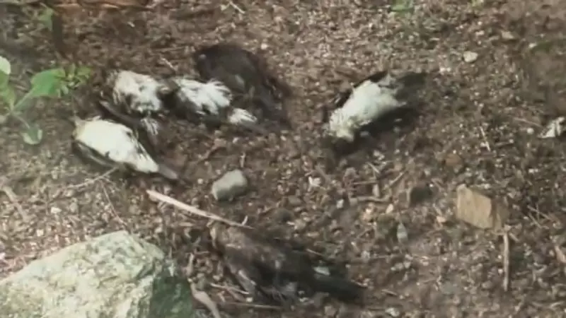 Cairns Airport Probes Solutions to Metallic Starling Deaths