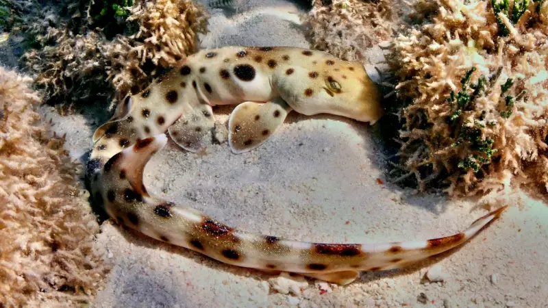 Cairns Sharks Defy Biology: Breeding Without Extra Energy