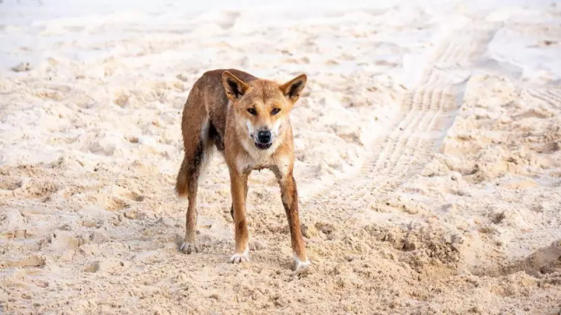 Canadian tourist, 19, found dead near dingoes on K'gari beach
