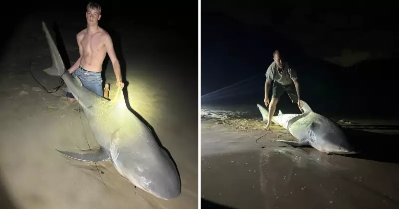 Corrimal Anglers Land Large Bull Shark at Wollongong Beach Amid NSW Attack Cluster
