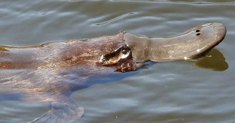 Dead Platypus in Queanbeyan River Sparks Urgent Call for Waterway Protection