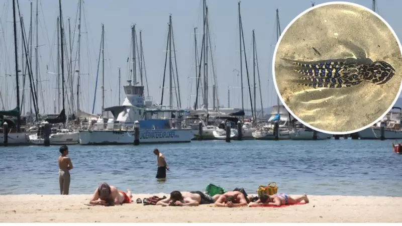 Deadly Blue-Ringed Octopus Spotted at Eastern Beach Among Children