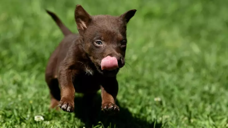 Dr Andrew Miller's New Book Explores the Surprising History of Dogs in Australia