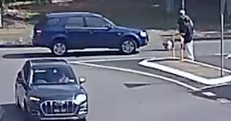 Driver Fined for Hitting Pedestrian and Killing Dog Lulu at Nelson Bay