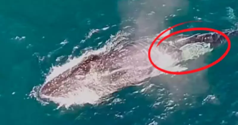 Entangled Humpback Whale Moves North: South Coast Locals Urged to Assist