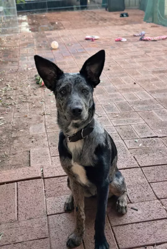 Family's New Life Shattered as Dog Dies in Suspected 1080 Poisoning in Kambalda