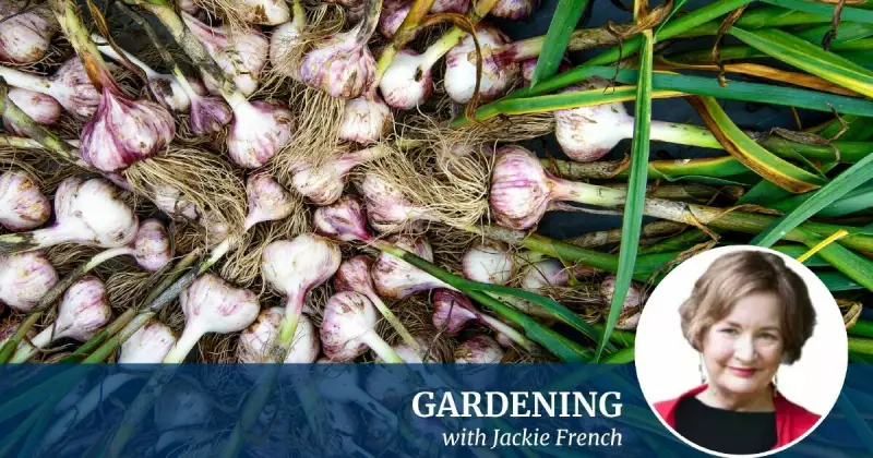 Garlic for Gourmets: Best Varieties to Grow and Expert Cultivation Tips