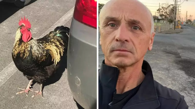 Geelong's WTF: Chicken, Potholes & Council's $1.2m Fix Plan