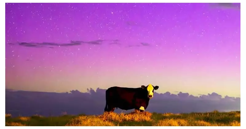 Gerringong Cow Unimpressed by Aurora Australis Display
