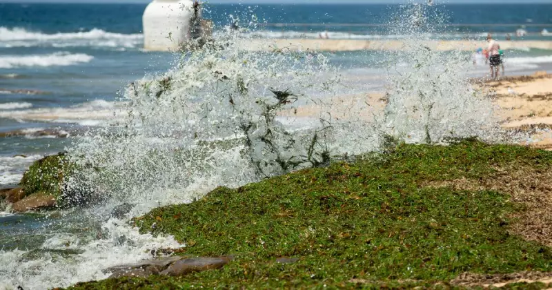 Heatwave and Rotting Seaweed Hit Newcastle Beaches This Weekend