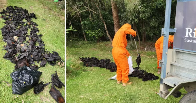 Heatwave Tragedy: Nearly 650 Flying Foxes Perish in Illawarra, Volunteers Traumatised