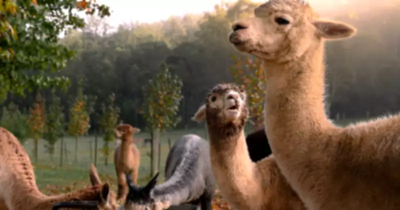 Hunter Photography Prize Crowns Alpaca Image as Winner