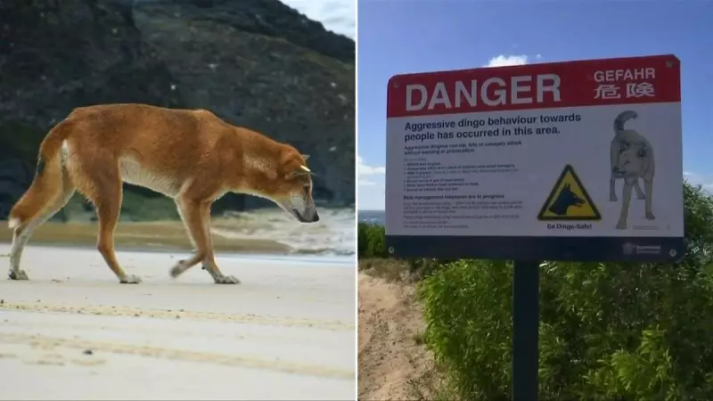 K'gari Tragedy Sparks Tourism vs Conservation Debate After Backpacker Death