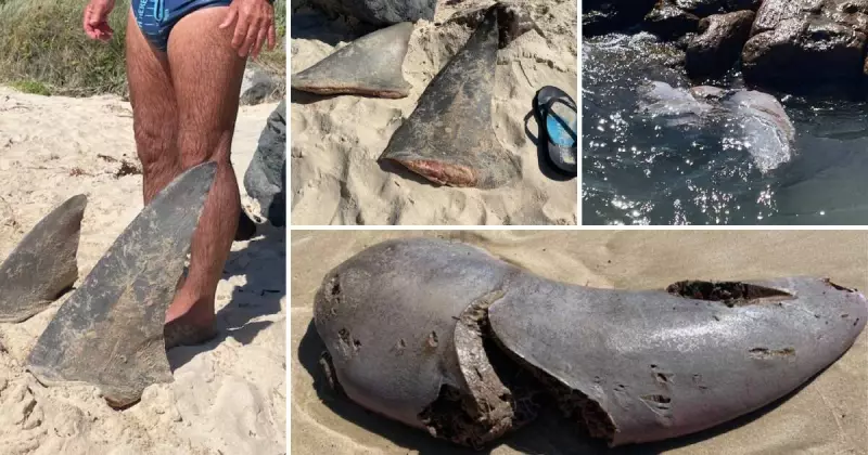 Multiple Bull Shark Sightings Prompt Safety Alerts Across Illawarra and South Coast Beaches