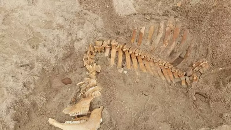 Mystery Skeleton Uncovered on Magnetic Island Beach by Erosion