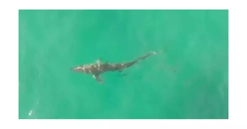 Newcastle's Bar Beach to Merewether Under Shark Drone Surveillance After Attacks