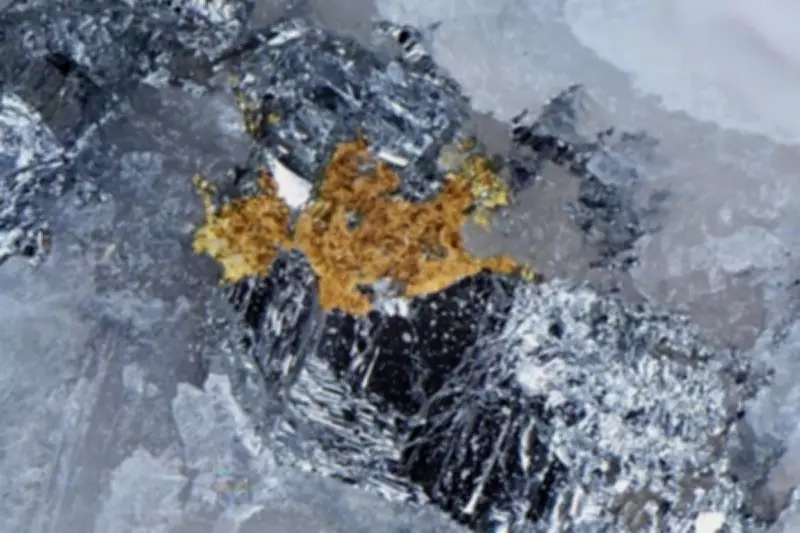 Pacgold Expands Major Gold-Antimony System in Queensland with High-Grade Results