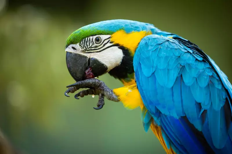 Perth Zoo Welcomes Blue and Gold Macaws After 10-Year Absence