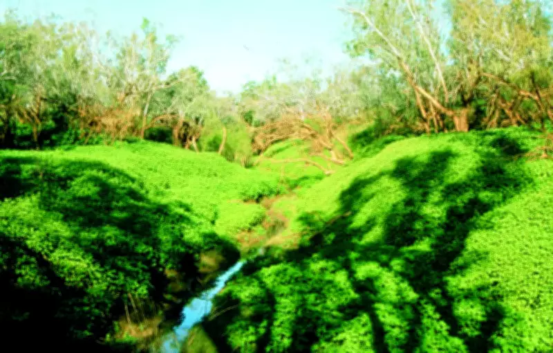 Perth's Wetlands Under Threat: Biosecurity Teams Target Invasive Noogoora Burr