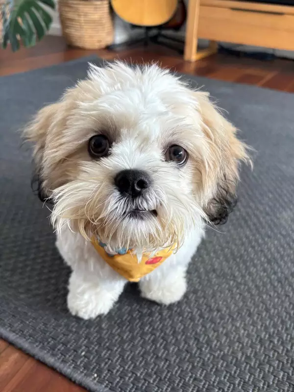 Pet Care Costs Force Heartbreaking Choices for Animal Lovers in Australia