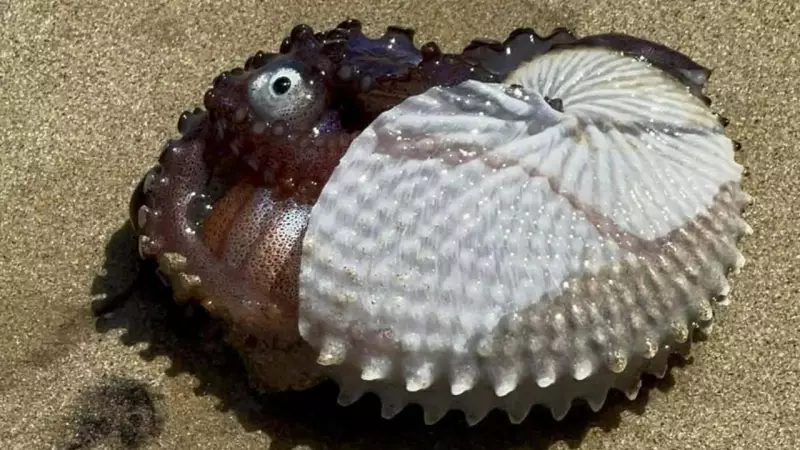 Rare Blue-Ringed Octopus Spotted on Lorne Beach, Prompting Safety Warnings