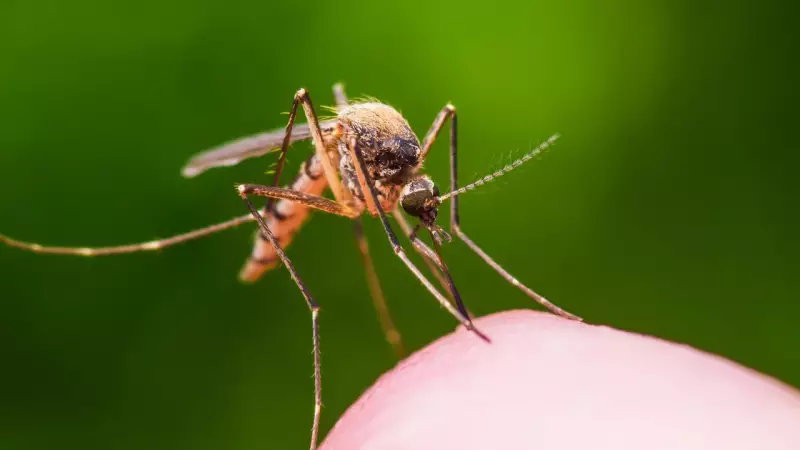 Ross River Virus Detected in Geelong Mosquitoes: Urgent Health Warning Issued