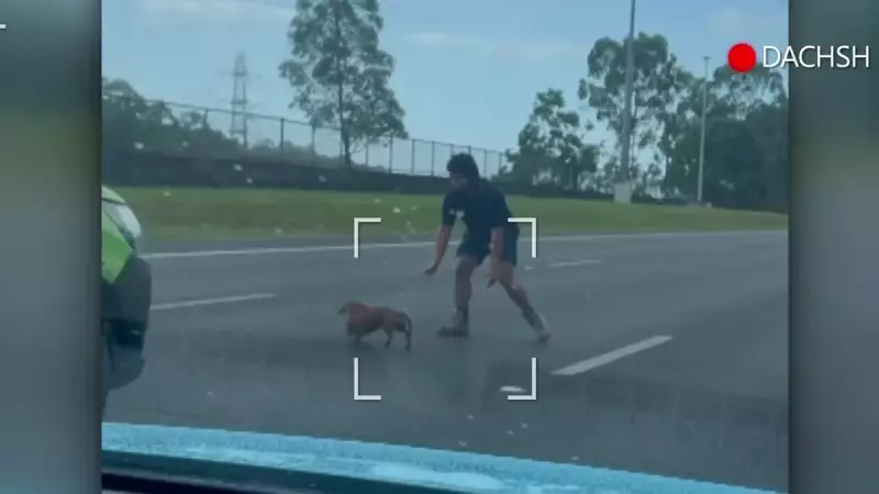Runaway Dachshund's Motorway Chaos Leads to Viral Reunion with Owners