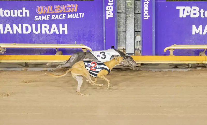 Scarlett's Boy's Fifth Straight Win: Late Lunge Seals Victory at Mandurah