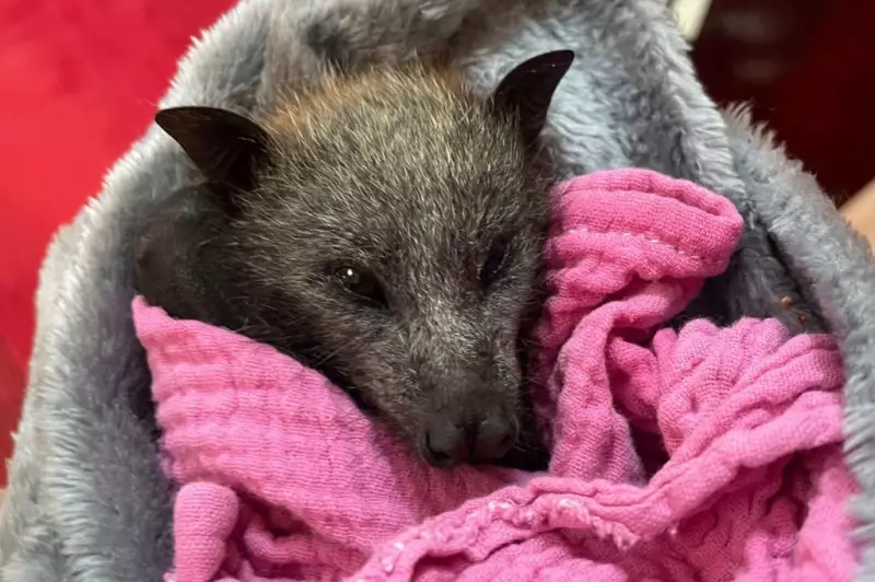 Scorching SA Heatwave Kills Thousands of Bats, Volunteers Mount Rescue