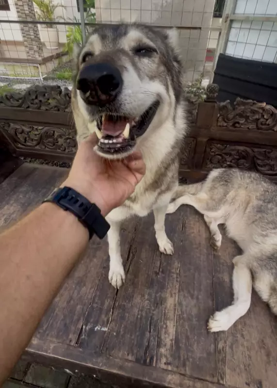 Sleep With Wolves in Bali: Aussies Can Now Experience Unique Wildlife Encounter