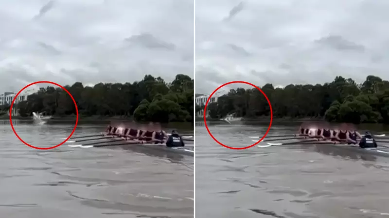 Sydney School Halts Rowing After Shark Breaches Near Students on Parramatta River