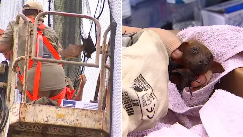 Third Bat Rescue at Noosa Golf Club Sparks Calls for Netting Removal
