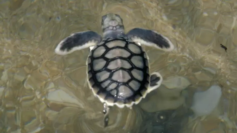 Townsville's Wet Weather Sparks Male Turtle Boom as Hatchings Begin