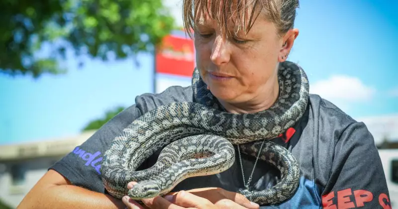 Twice Bitten Snake Catcher's Mission: Why She Risks It All for Reptiles